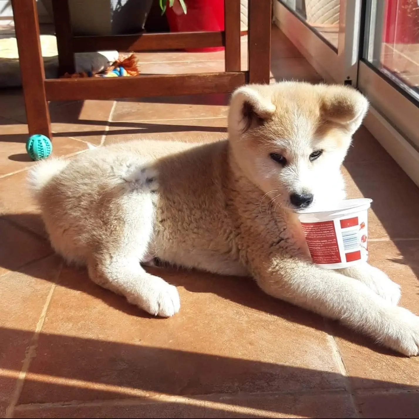 Image of a cute dog named Aki